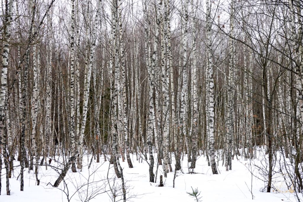 The magic of birches